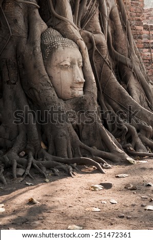 Buddha head in tree roots at Ayutthaya ,Thailand.