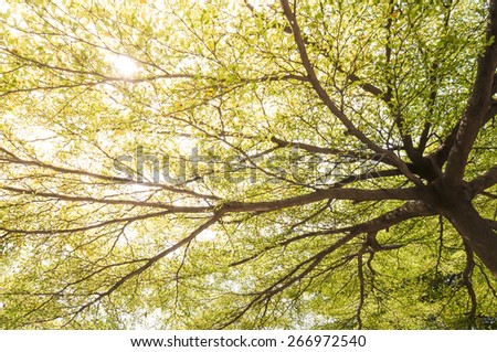 Green spring tree branches wit sunlight