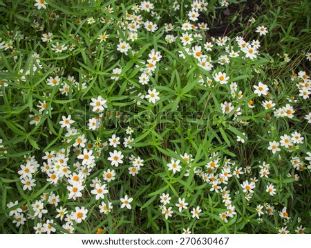 Grass flower little white Daisy