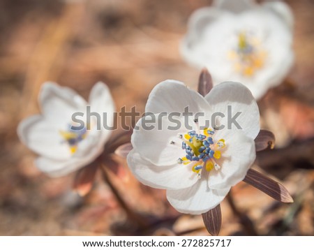 White ground flower on spring season in Korea.