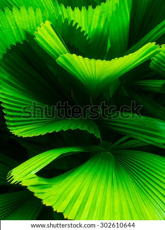 Abstract line texture of green palm leaf.