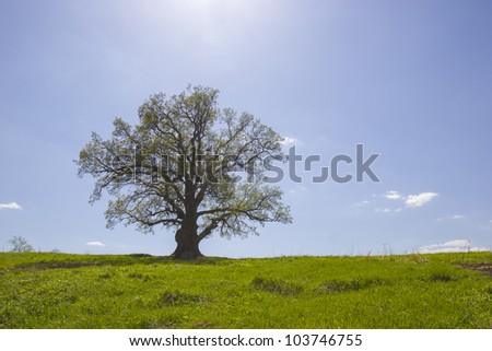 Single old oak with being dismissed leaves against the blue sky, shined with a sunlight in May.