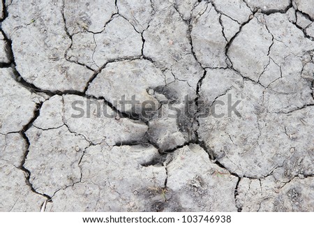 Dog trace on the dry earth with cracks.