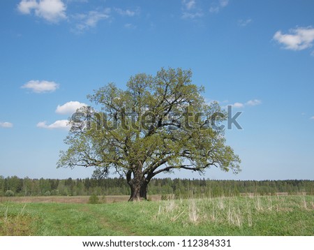 The big  lonely oak against the dark blue sky
