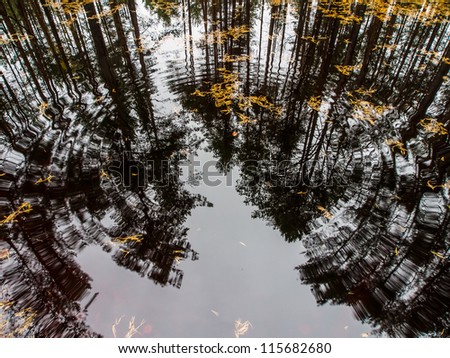 Beautiful autumn in the forest. Reflection of pines in an open bog and ripples in the water.