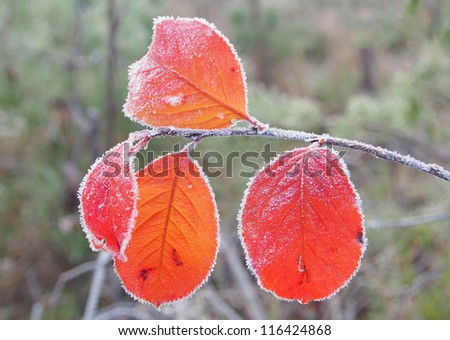 Yellow autumn leaf. Mountain ash leaves in the frozen dew and hoarfrost