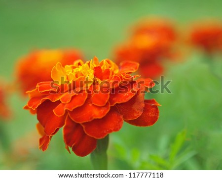 Orange flower barhatets in a garden. Tagetes patula. Shallow depth-of-field.