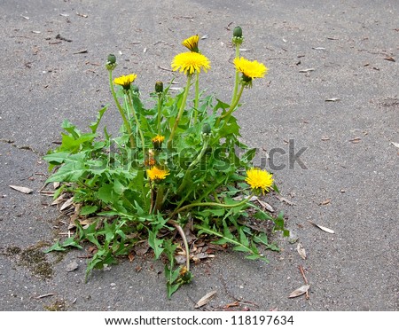 The flower growing on asphalt.