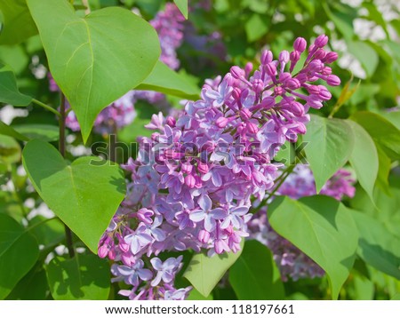 Branch with flowers and lilac leaves. Syringa vulgaris. Shallow depth of field.