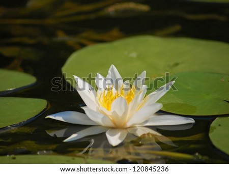 water lily on a pond in a clear sunny weather