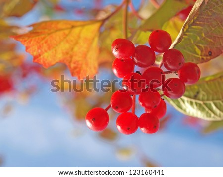 Cluster red guelder-rose berries with yellow leaves. Viburnum lantana. Shallow depth-of-field.