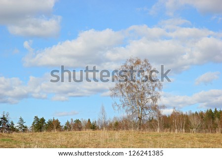 Spring landscape. Big birch on the fringe of the forest.