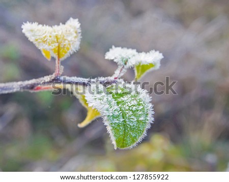 Aronia melanocarpa. The leaves late autumn covered with ice and hoarfrost