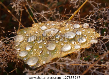 Yellow autumn leaves on the ground. Leaf shined with sun beams. Close-up. Small piece of ice