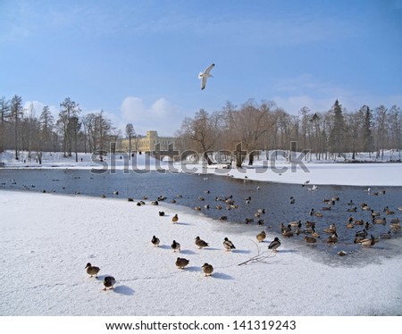 Winter landscape. The palace of the Russian emperors and pond with ducks in Gatchina. Russia.