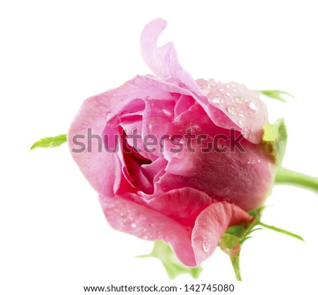 Pink rose with dew drops isolated on a white background. Shallow depth-of-field.