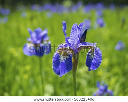 Close-up of iris flower. Against a grass and other flowers. Small depth of sharpness