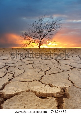 Dry tree on cracked earth. Ecological disaster. Fantastic sunset.