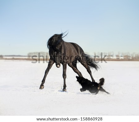 Black horse with the dog are plying the game