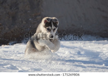 Puppy of husky game in the snow