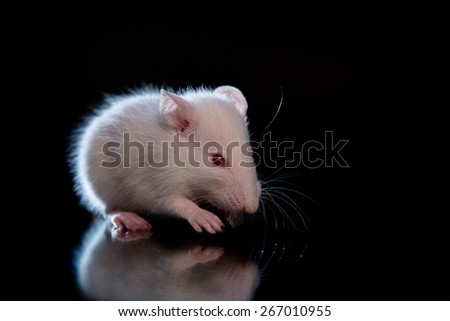 white little rat