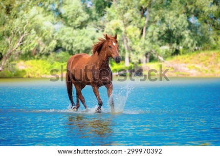red horse is running in the blue water