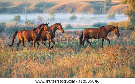 brown horses running across the field