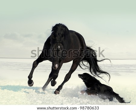 Game the black horse with the black dog in the snow