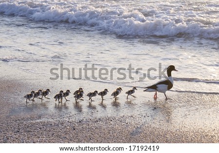 Family of ducks walking a straight line in front of the sea.