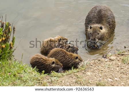 The nutria, Myocastor coypus, is a large, plant-eating, rodent. The shoot was done in the south of France in a natural park, near the sea