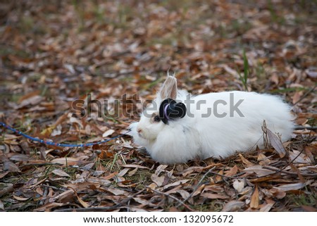 white rabbit in a hat sitting on fallen leaves
