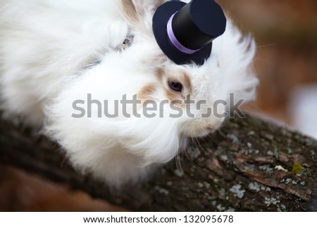 white rabbit in a top hat on wood close up