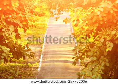 straight road in a park surrounded by branches and leaves of trees. summer park background
