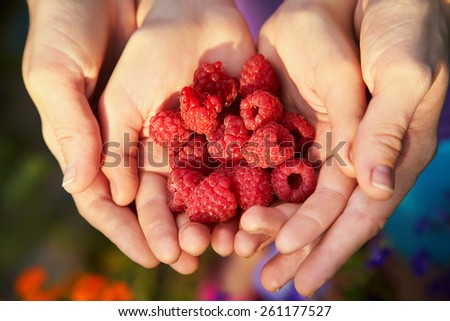 handful of red ripe raspberry in the hands of a woman and child. two pairs of hands. berries closeup. selective focus