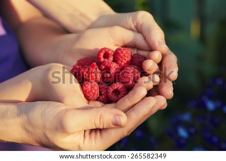 a handful of red ripe raspberry in the hands of a woman and child. two pairs of hands. berries closeup. selective focus