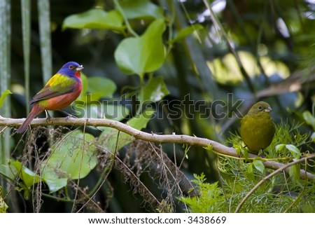 Painted Bunting Male and Female on a branch.