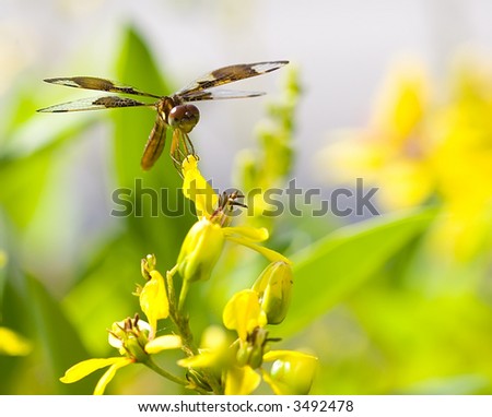 Dragon Fly on flower facing front.
