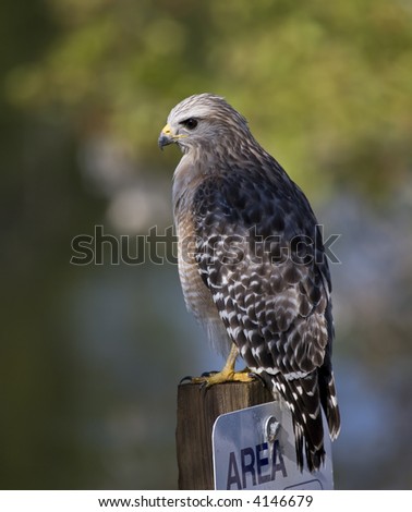 Red-Shouldered Hawk on a post.