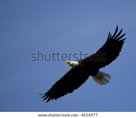 American Bald Eagle Soaring against a Clear Blue Sky