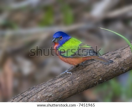 Painted Bunting on a branch