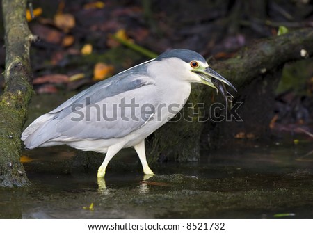 Black Crowned Night Heron eating a fish
