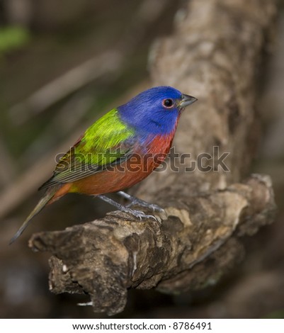 Male Painted Bunting perched on a limb.