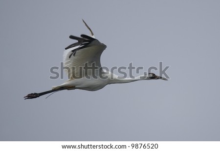 stock photo : Whooping Crane flying against a cloudy sky.