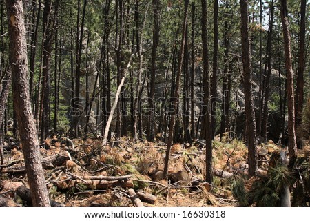pine trees destroyed by a pine beetle infestation in South Dakota