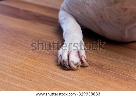 dog feet with nail problem on wooden floor