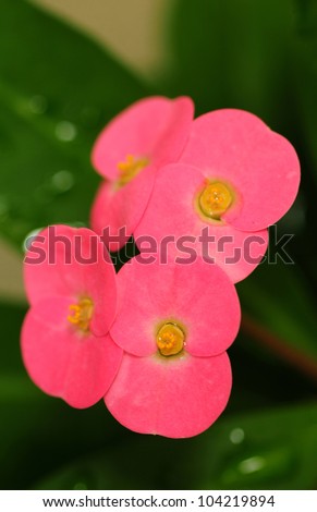 Pink crown of thorns plant with raindrops