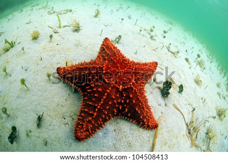 Starfishes Habitat