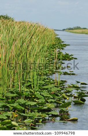 Lily pads floating in water with scenic view