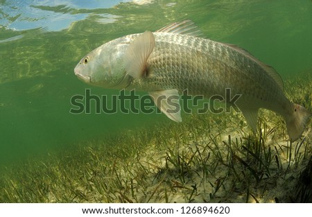 In its natural habitat, a redfish is swimming in the grass flats ocean