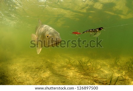 fishing for redfish underwater using bat